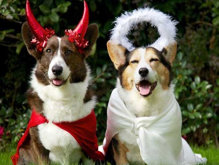 8. Devil dog