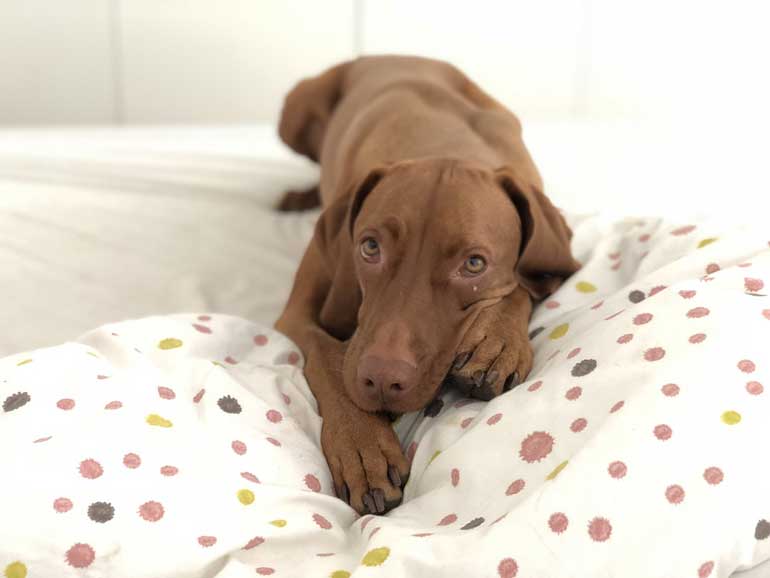 5. Use a step if your dog jumps on and off furniture
