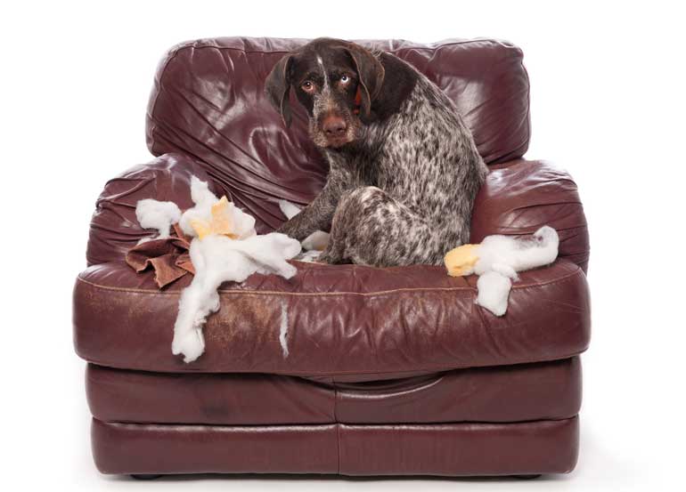7. If your dog destroys someone's property, own up to it
