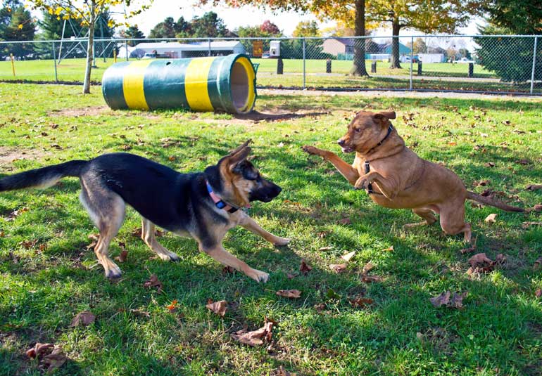 8. Keep an eye on your dog at the park