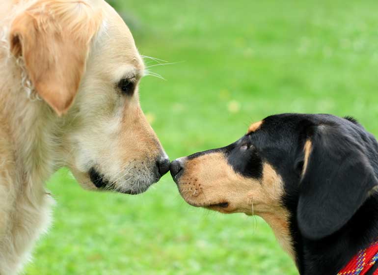 1. Keep your dog greeting quick and positive