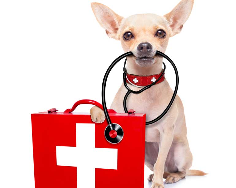 5. The dogter is in