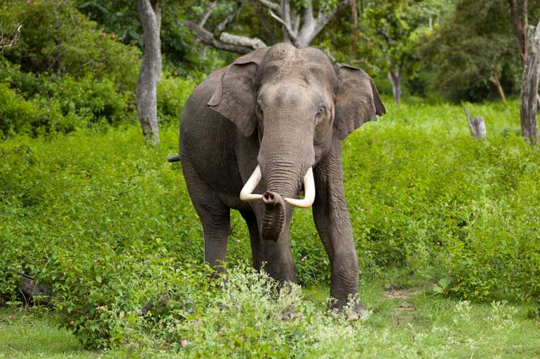 8. Elephants don’t need Facebook