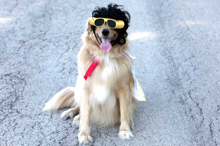 9. Elvis dog