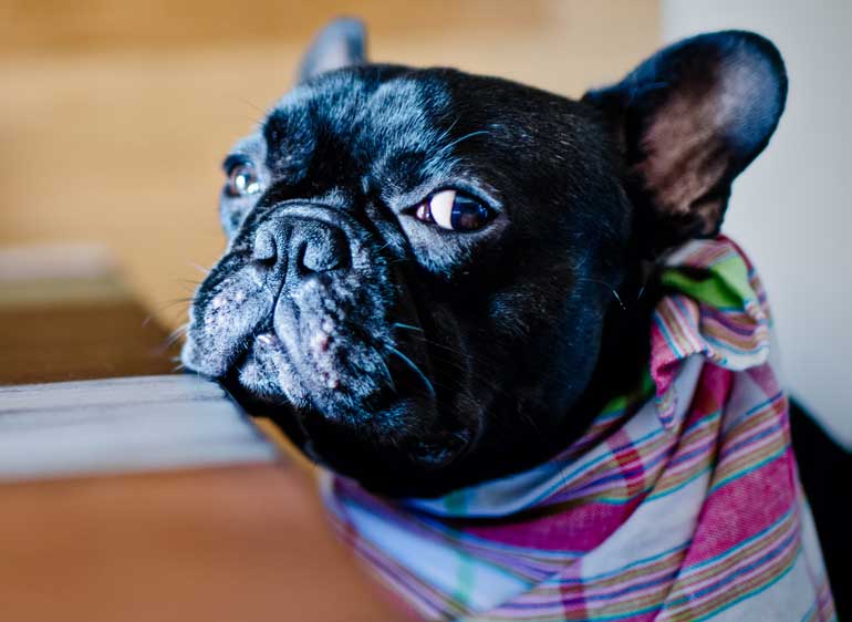 French Bulldog