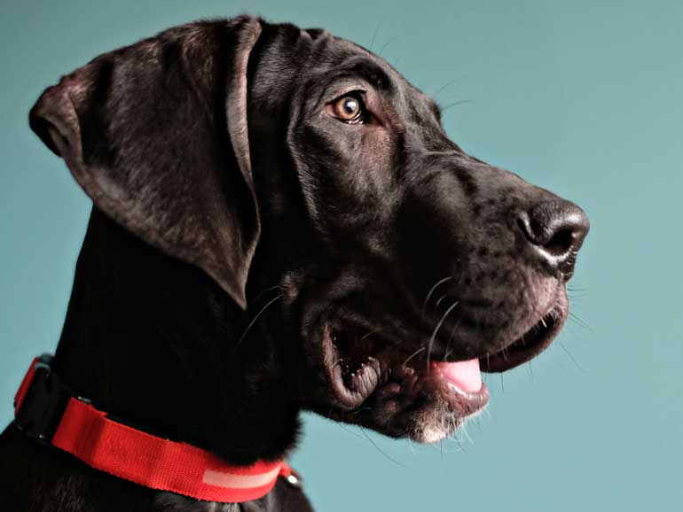 Great Dane