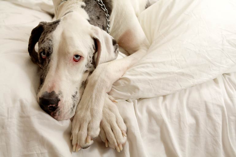 2. Great Dane