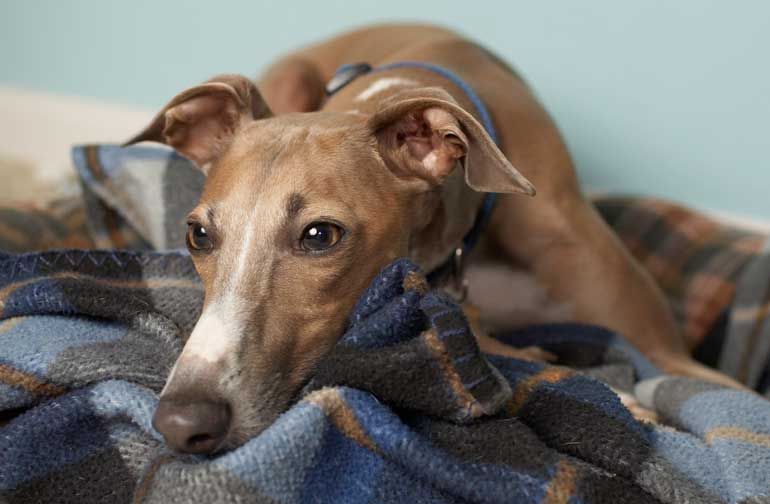 Greyhound