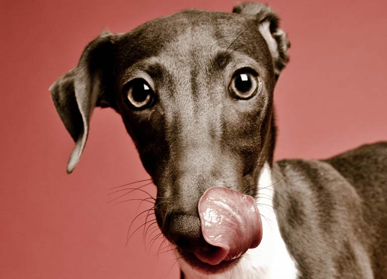 7. Greyhound