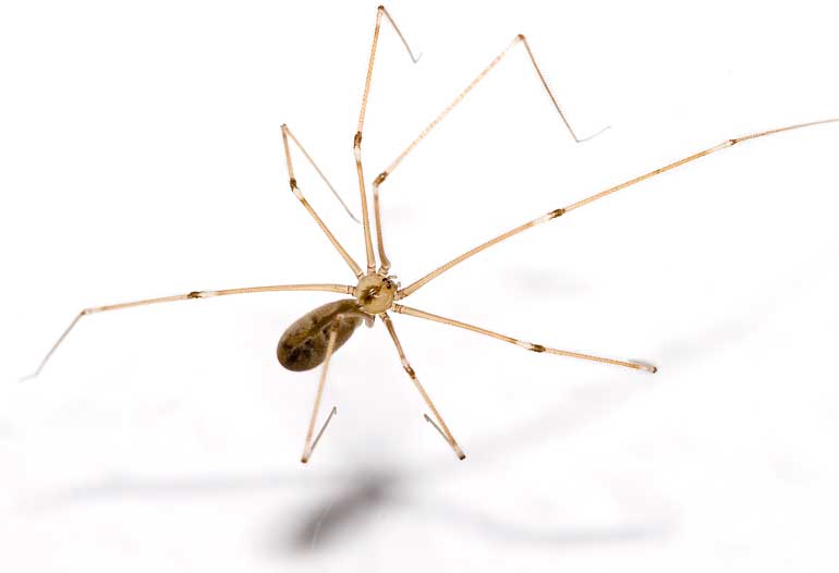 The Small-Scale Action Plan Step 1. Kill Those Cobwebs