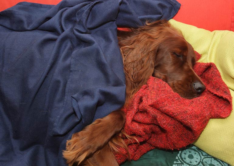 5. Irish setter