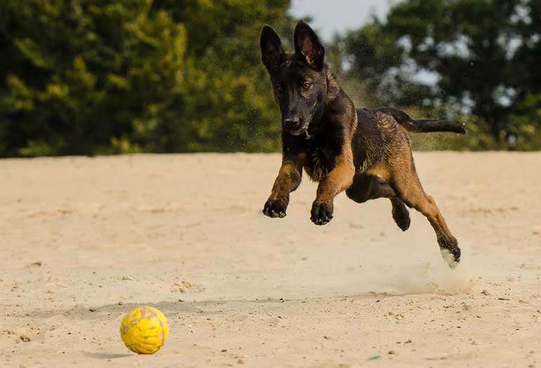 2. Don't exercise your dog too much or too little