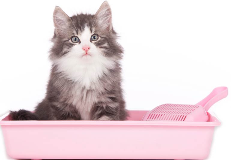 6. Not enough litter boxes