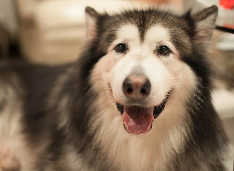 12. Malamute