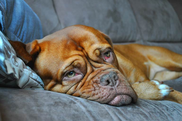 13. Mastiff