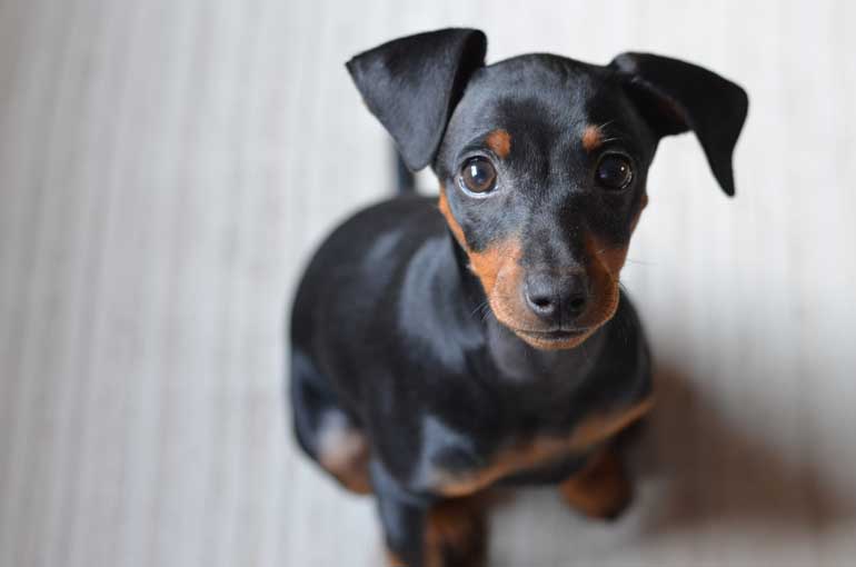 Miniature Pinscher