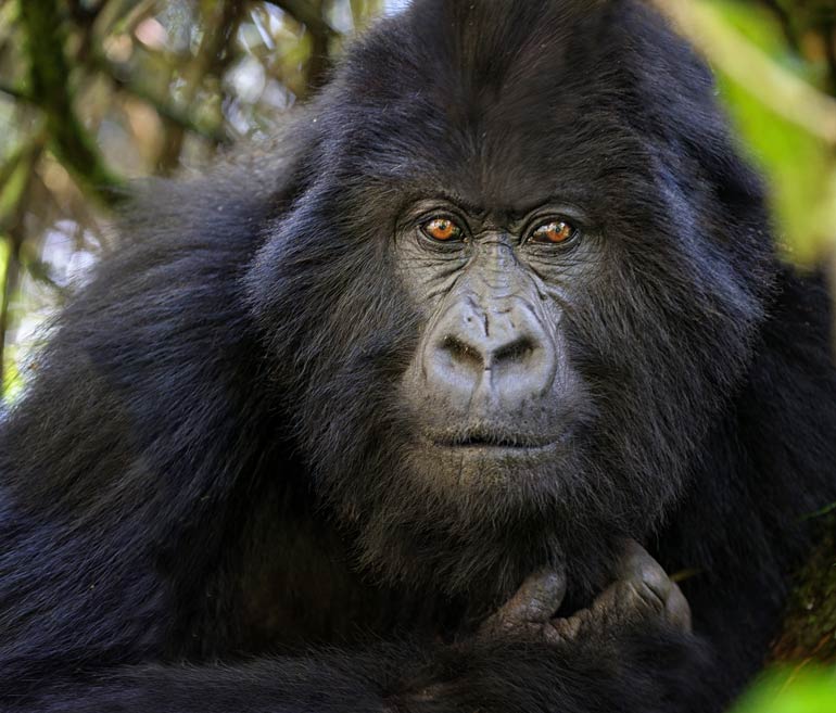 7. Mountain gorillas are bouncing back