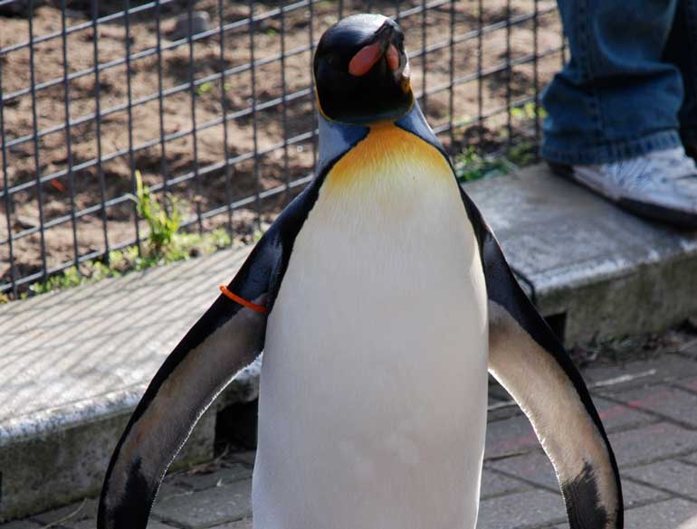 2. Sir Nils Olav the king penguin
