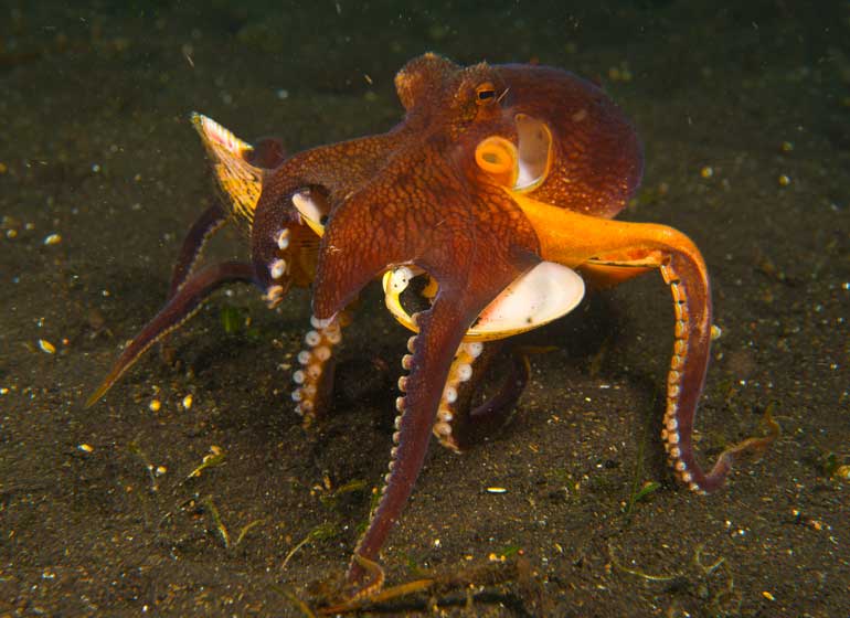 3. Octopi are master escape artists