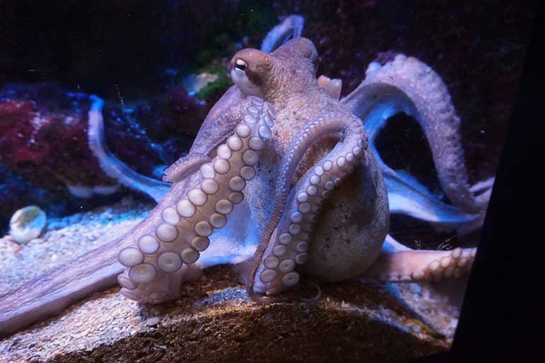 11. Why did the octopus walk out of the sea?