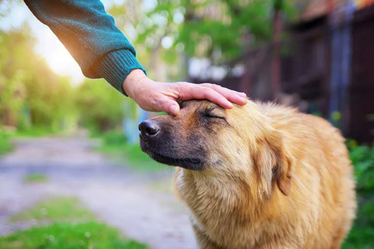 3. Respect other pets and pet parents