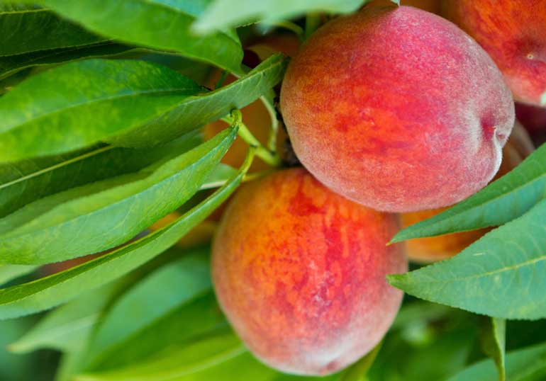 7. Peaches