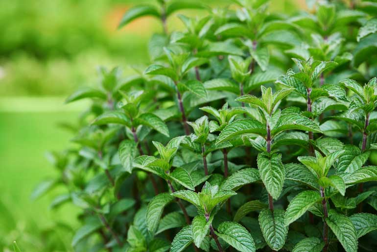 8. Peppermint