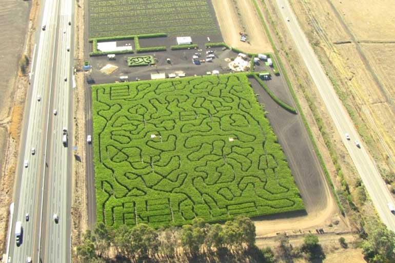 1. Petaluma Pumpkin Patch, California