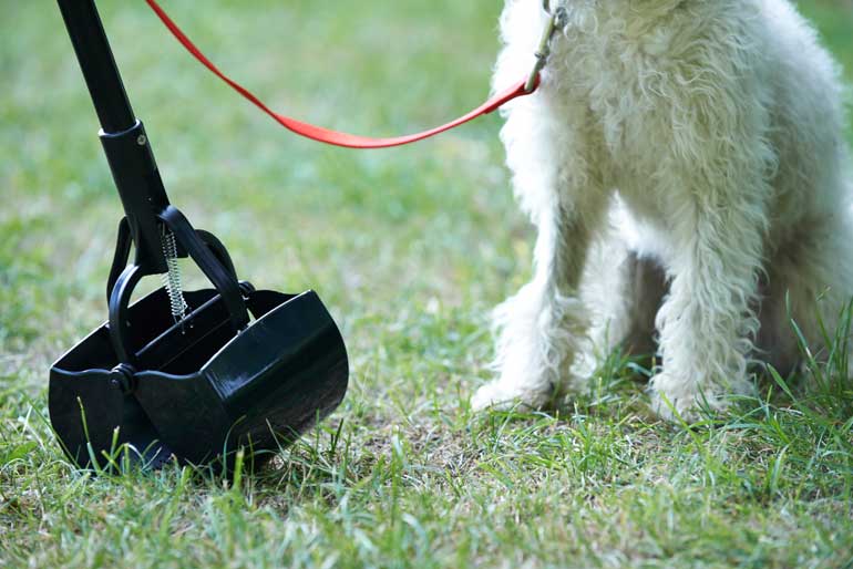 4. Clean up after your dog