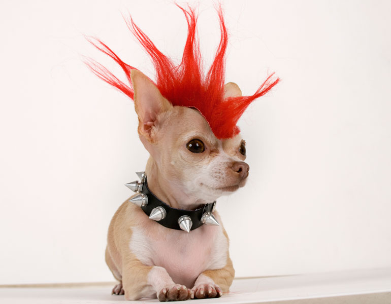2. Punky Pup