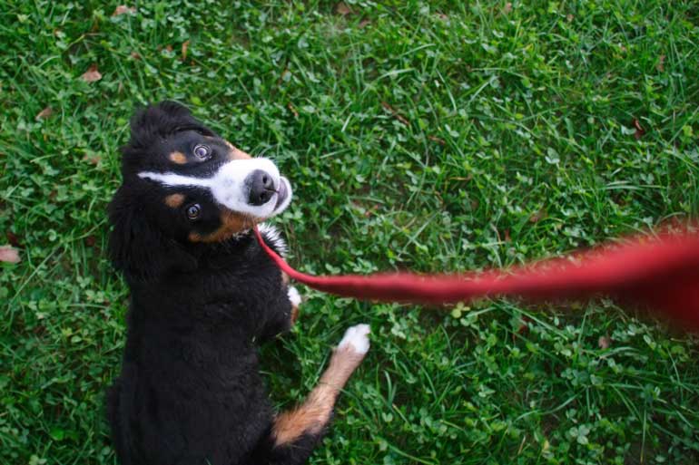 2. Walk your pup on a leash