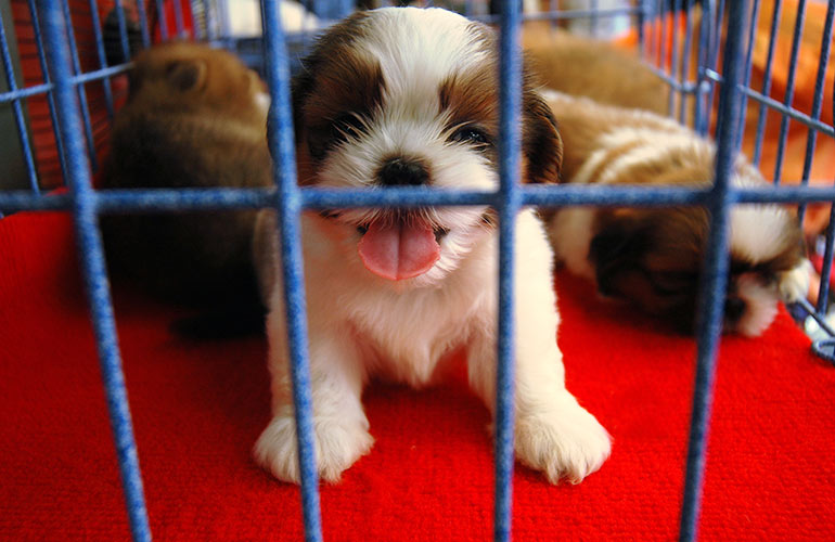 2. You're gonna need a bigger cage