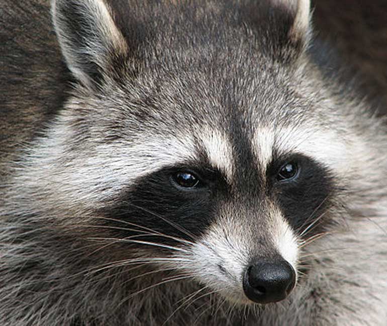 4. Raccoons pick locks