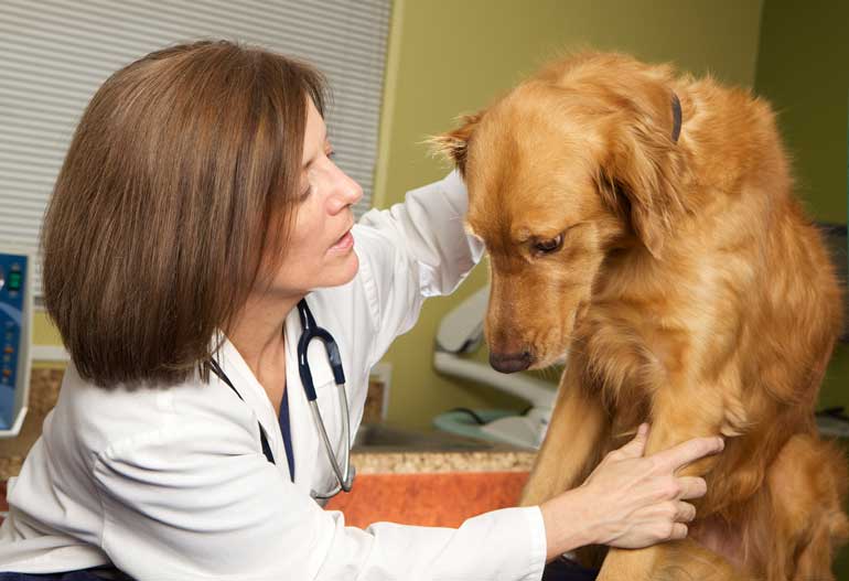 6. Make sure your pet is spayed or neutered