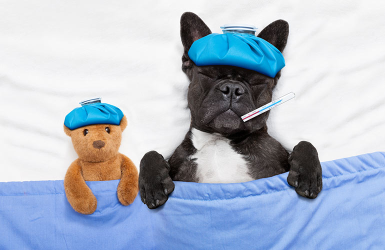 3. Some pets come with hidden problems