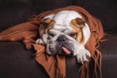12 foods you didn’t know could kill your dog