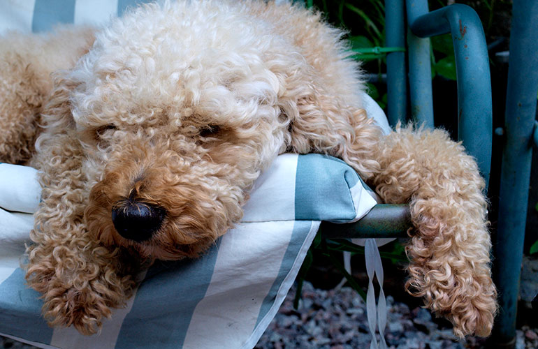 1. Wally Conron, creator of the Labradoodle