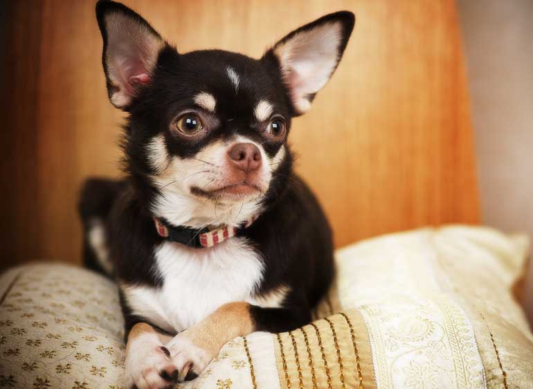 Chihuahua