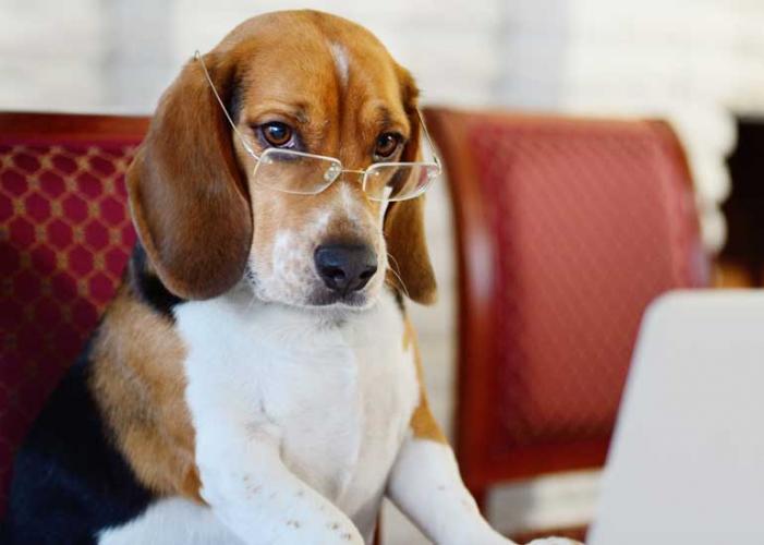 8 of the Smartest Animals That Learn Even Faster Than You | Reader's Digest Australia 8 of the Smartest Animals That Learn Even Faster Than You | Reader's Digest Australia