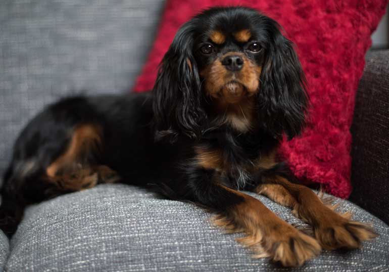 Cavalier King Charles Spaniel
