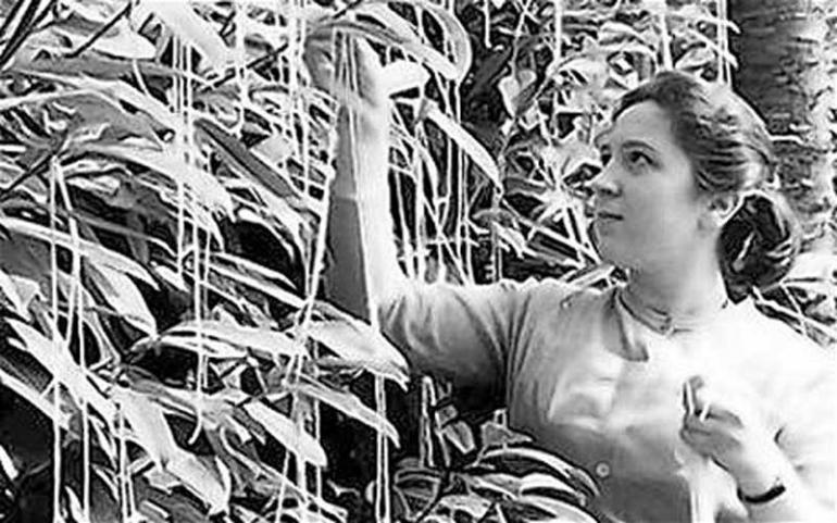 Spaghetti harvest causes a stir