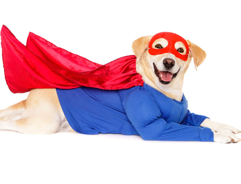 1. It's a bird, it's a plane, it's Super-Dog!