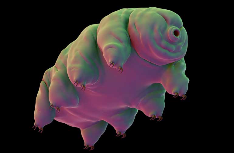 9. What on earth are tardigrades?