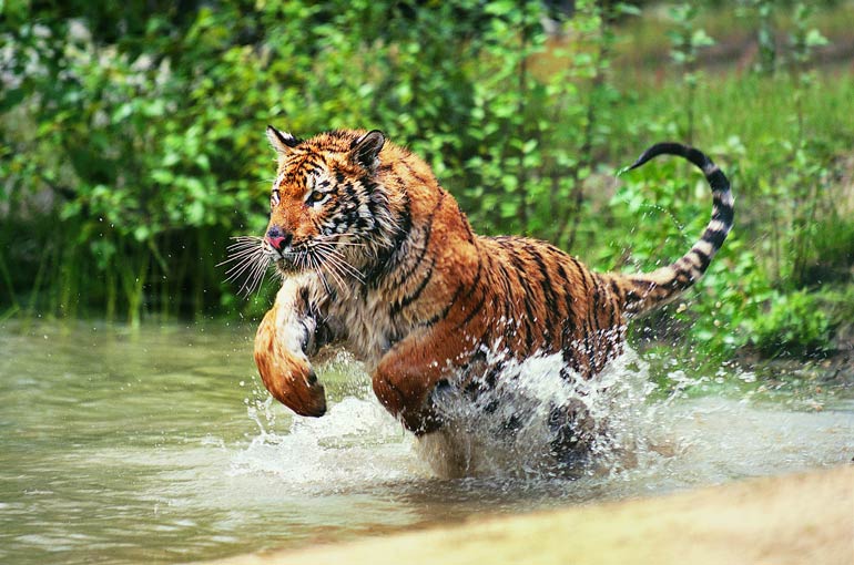 6. Animal populations are shrinking dramatically