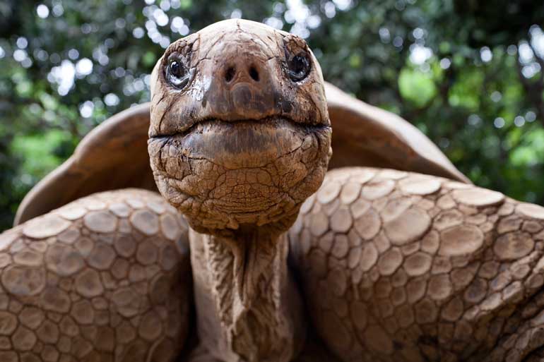 8. Size and lifespan