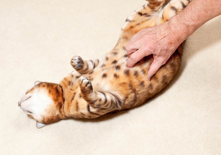 1. Tummy rubs