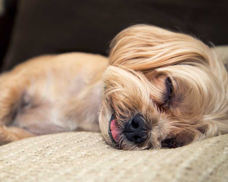 Shih Tzu