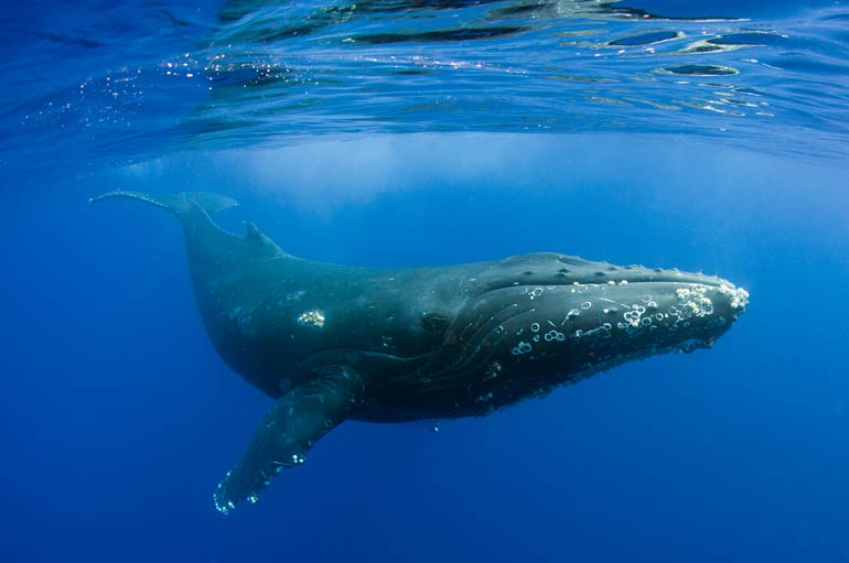 1. Whale earwax shows stress levels