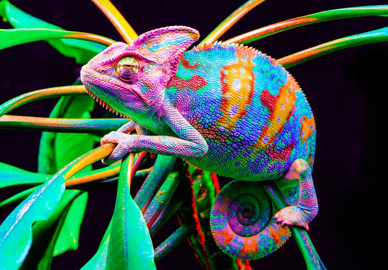 1. The world of exotic pets