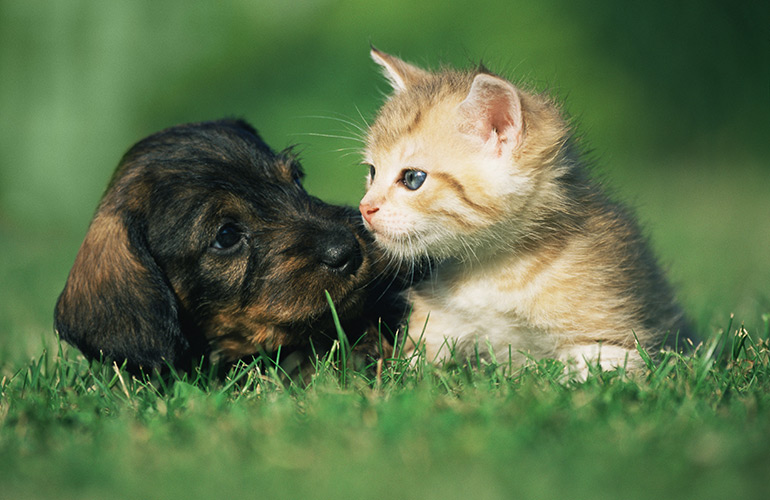 Acquire a puppy and kitten at the same time